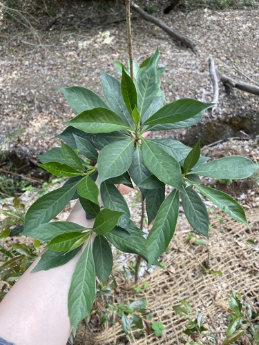 Hymenosporum flavum (Australian frangipani) (alternate view 5)