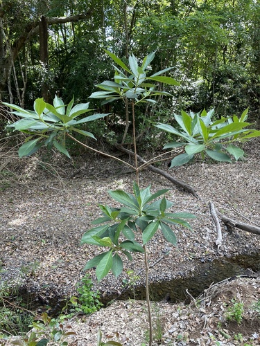 Hymenosporum flavum (Australian frangipani) (alternate view 6)