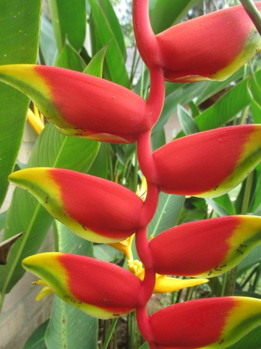 Heliconia rostrata (Hanging Lobster Claw)