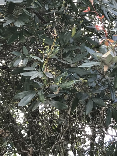 Guioa semiglauca (Guioa)