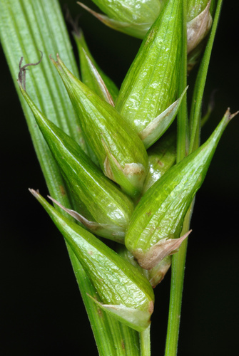 Carex intumescens (bladder sedge) (alternate view 4)