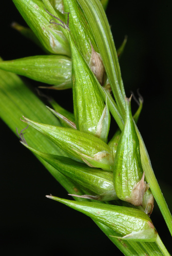 Carex intumescens (bladder sedge) (alternate view 5)