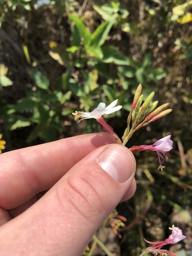 Oenothera gaura (biennial beeblossom) (alternate view 4)