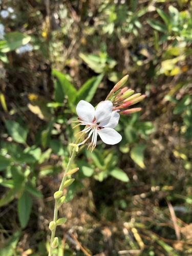 Oenothera gaura (biennial beeblossom) (alternate view 3)