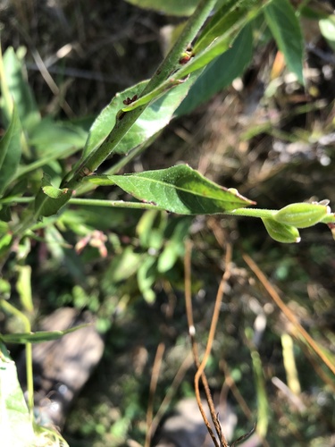 Oenothera gaura (biennial beeblossom) (alternate view 5)