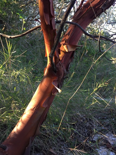 Arbutus x andrachnoides (alternate view 2)