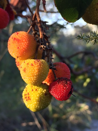 Arbutus x andrachnoides (alternate view 3)