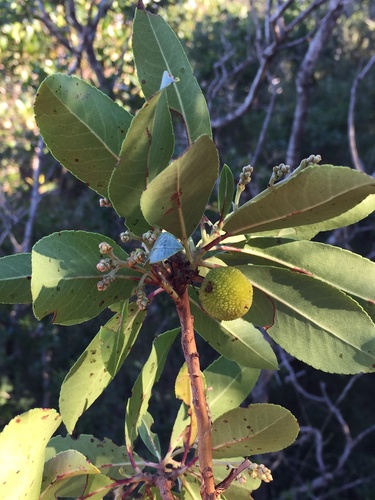 Arbutus x andrachnoides (alternate view 4)