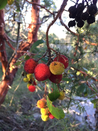 Arbutus x andrachnoides (alternate view 5)