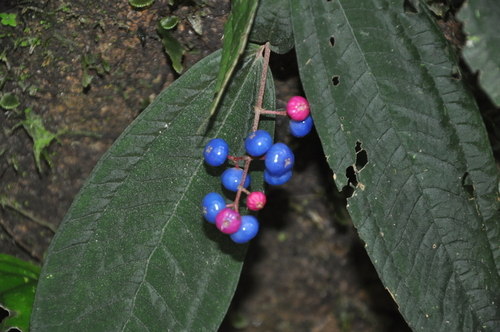 Miconia (alternate view 2)