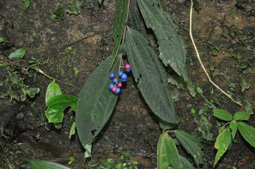 Miconia (alternate view 3)