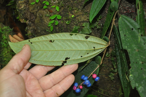Miconia (alternate view 4)
