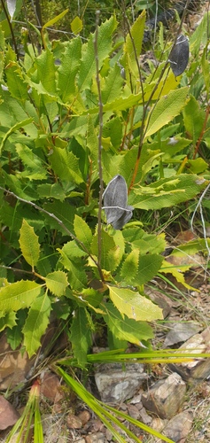 Lomatia ilicifolia (Holly Lomatia) (alternate view 5)