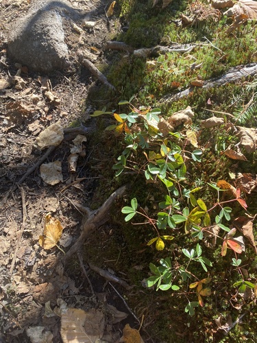 Sibbaldiopsis tridentata (three-toothed cinquefoil) (alternate view 2)