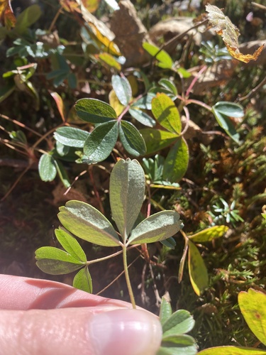 Sibbaldiopsis tridentata (three-toothed cinquefoil) (alternate view 3)