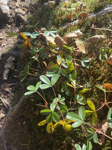 Sibbaldiopsis tridentata (three-toothed cinquefoil)