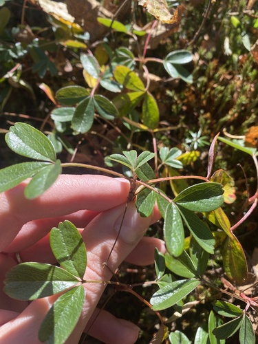 Sibbaldiopsis tridentata (three-toothed cinquefoil) (alternate view 4)