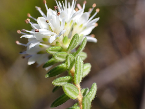 Agathosma (Buchus) (alternate view 9)