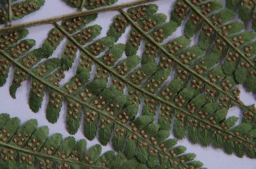 Dryopteris filix-mas (Male Fern)