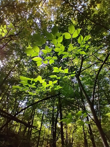 Staphylea trifolia (American bladdernut) (alternate view 2)