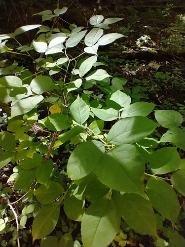 Staphylea trifolia (American bladdernut) (alternate view 3)