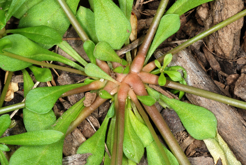Mollugo verticillata (green carpetweed) (alternate view 5)