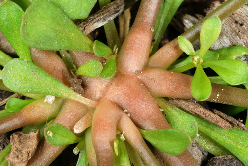 Mollugo verticillata (green carpetweed) (alternate view 6)