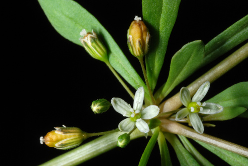 Mollugo verticillata (green carpetweed) (alternate view 7)