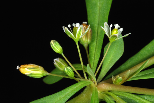 Mollugo verticillata (green carpetweed) (alternate view 8)
