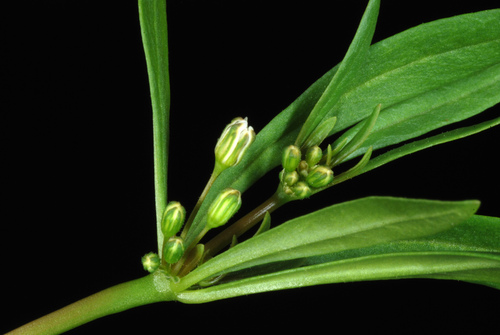 Mollugo verticillata (green carpetweed) (alternate view 9)