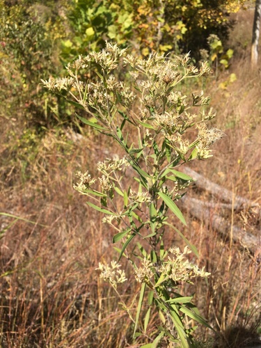 Eupatorium altissimum (tall boneset) (alternate view 5)
