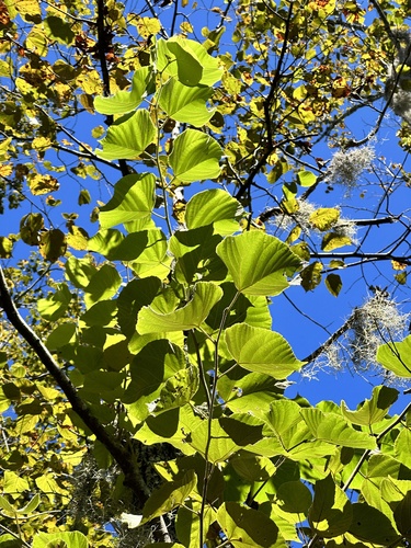 Tilia americana (basswood)