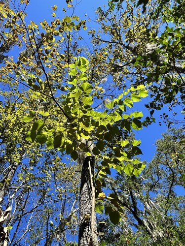 Tilia americana (basswood) (alternate view 2)