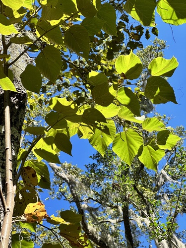 Tilia americana (basswood) (alternate view 3)