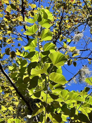Tilia americana (basswood) (alternate view 4)