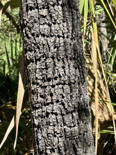 Tilia americana (basswood) (alternate view 5)