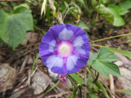 Ipomoea purpurea (common morning-glory)