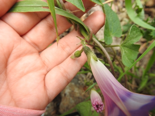 Ipomoea purpurea (common morning-glory)