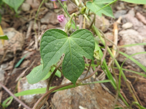 Ipomoea purpurea (common morning-glory)