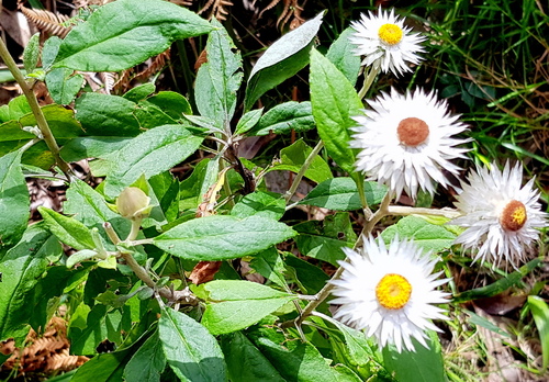 Coronidium elatum (white paper daisy) (alternate view 10)