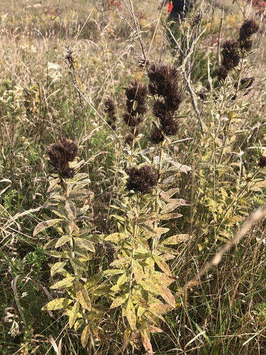 Lespedeza capitata (round-headed bush clover) (alternate view 2)