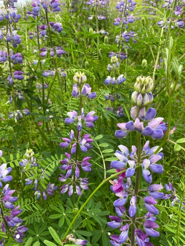 Lupinus rivularis (Riverbank Lupine) (alternate view 3)