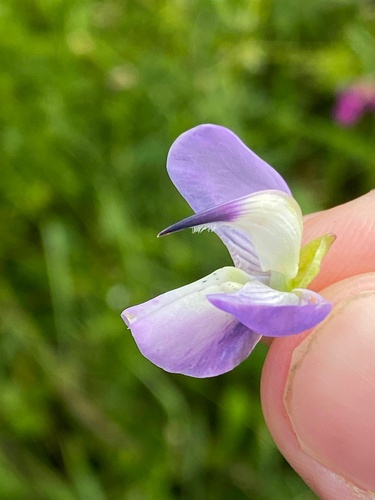 Lupinus rivularis (Riverbank Lupine) (alternate view 4)