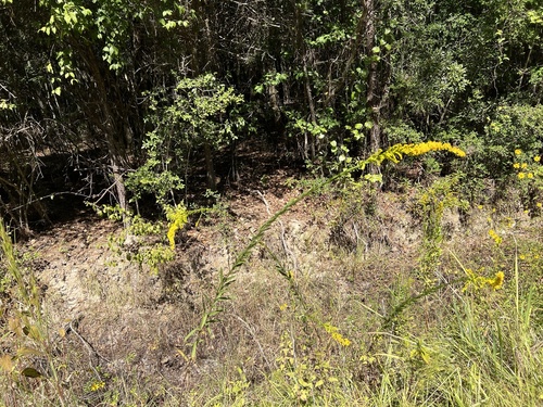 Solidago mexicana (Southern Seaside Goldenrod)