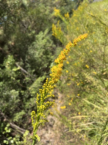 Solidago mexicana (Southern Seaside Goldenrod) (alternate view 2)