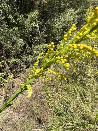 Solidago mexicana (Southern Seaside Goldenrod) (alternate view 3)