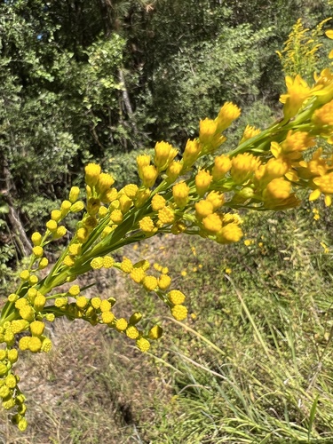 Solidago mexicana (Southern Seaside Goldenrod) (alternate view 4)