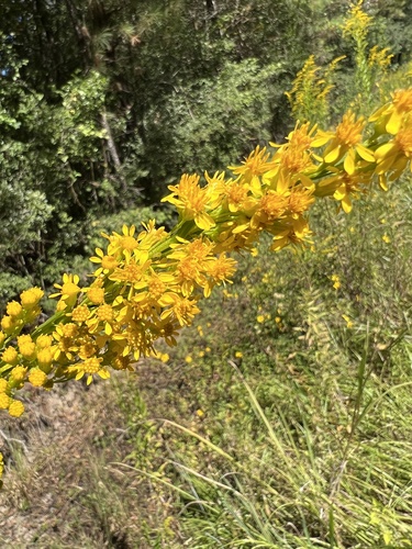 Solidago mexicana (Southern Seaside Goldenrod) (alternate view 5)