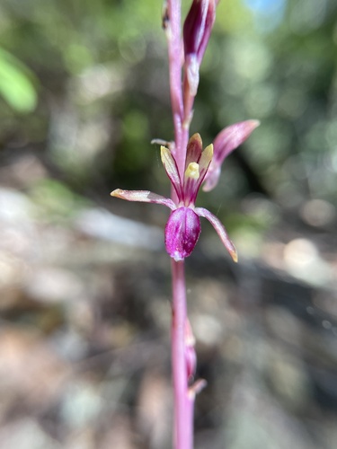 Corallorhiza mertensiana (Pacific coralroot) (alternate view 2)