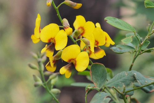 Goodia lotifolia (Clover-leaved Poison) (alternate view 8)